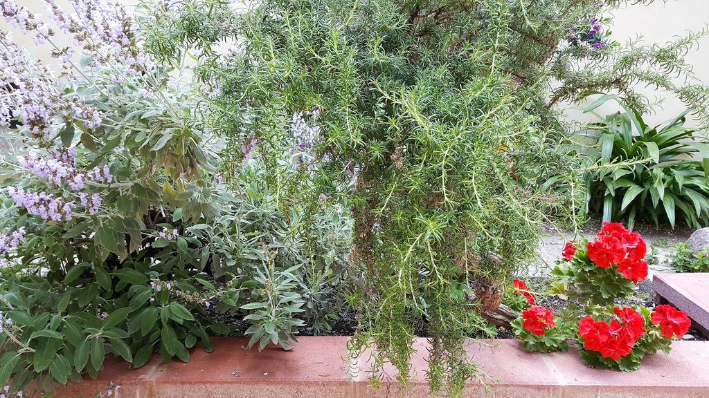 Il Giardino Del Nespolo Alghero Exterior foto